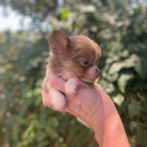 Meet your Posher, Mandi